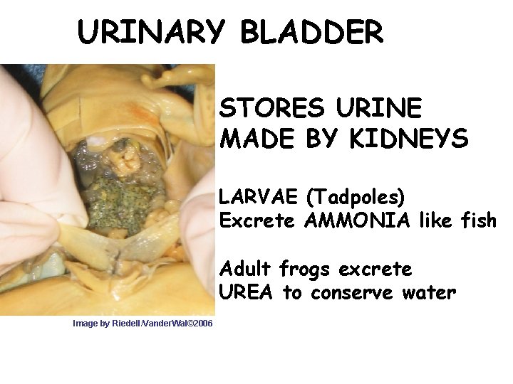 URINARY BLADDER STORES URINE MADE BY KIDNEYS LARVAE (Tadpoles) Excrete AMMONIA like fish Adult