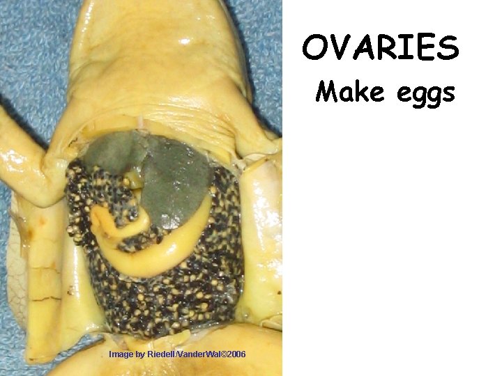 OVARIES Make eggs Image by Riedell/Vander. Wal© 2006 