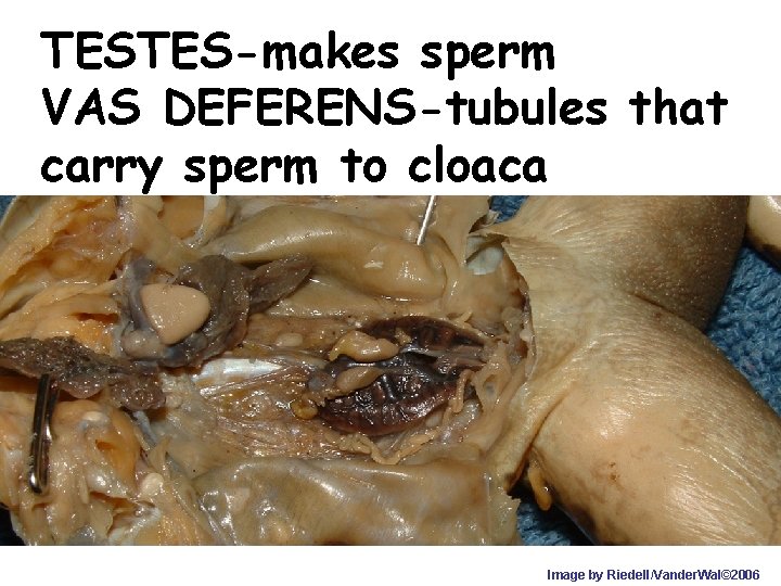 TESTES-makes sperm VAS DEFERENS-tubules that carry sperm to cloaca Image by Riedell/Vander. Wal© 2006