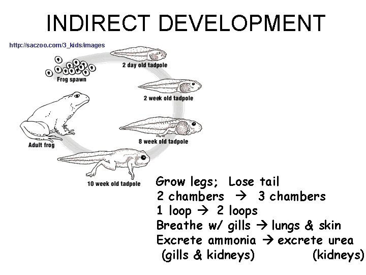 INDIRECT DEVELOPMENT http: //saczoo. com/3_kids/images Grow legs; Lose tail 2 chambers 3 chambers 1