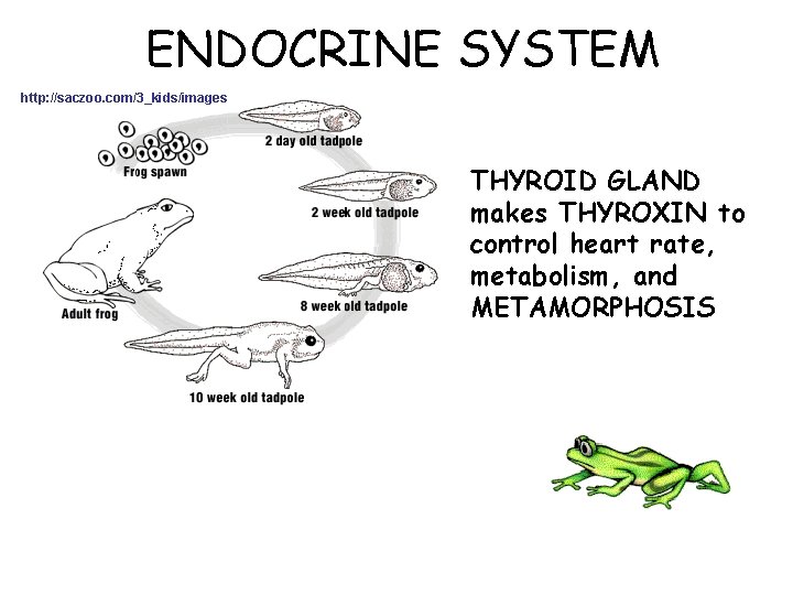 ENDOCRINE SYSTEM http: //saczoo. com/3_kids/images THYROID GLAND makes THYROXIN to control heart rate, metabolism,