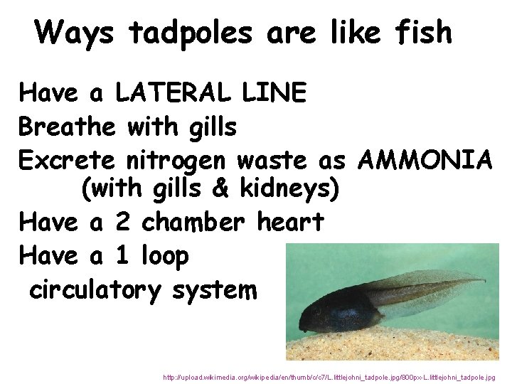 Ways tadpoles are like fish Have a LATERAL LINE Breathe with gills Excrete nitrogen