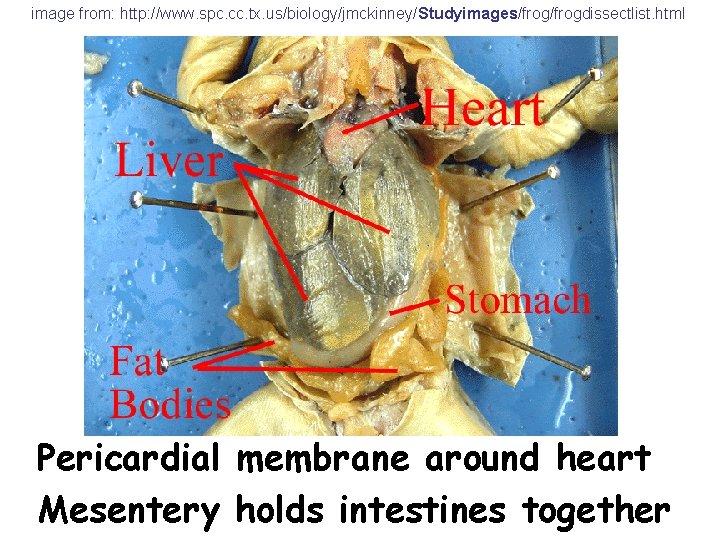 image from: http: //www. spc. cc. tx. us/biology/jmckinney/Studyimages/frogdissectlist. html Pericardial membrane around heart Mesentery