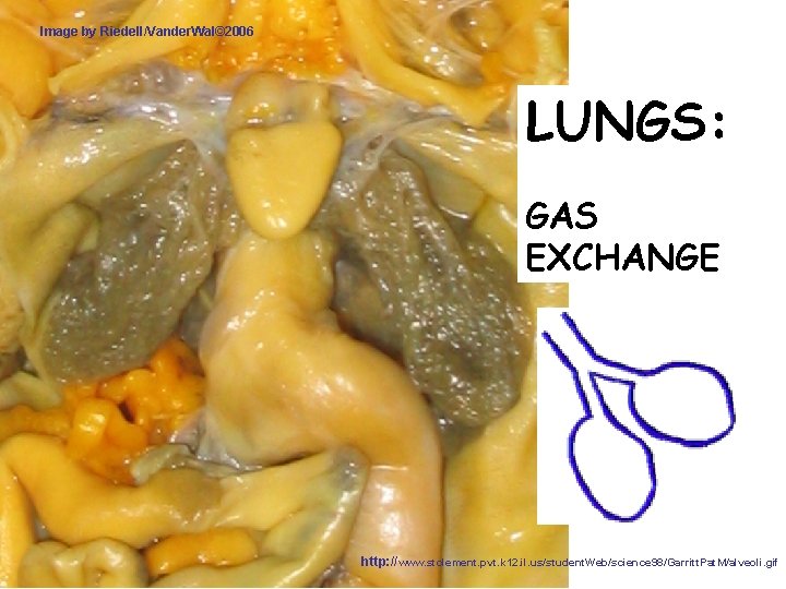 Image by Riedell/Vander. Wal© 2006 LUNGS: GAS EXCHANGE http: //www. stclement. pvt. k 12.