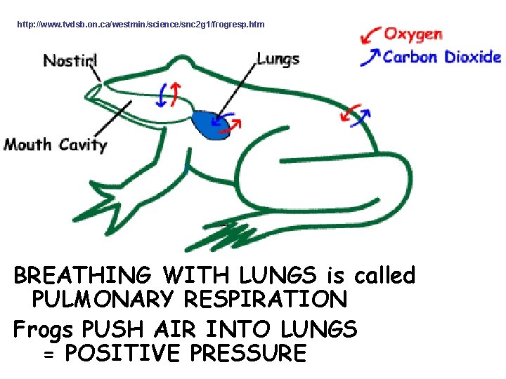 http: //www. tvdsb. on. ca/westmin/science/snc 2 g 1/frogresp. htm BREATHING WITH LUNGS is called