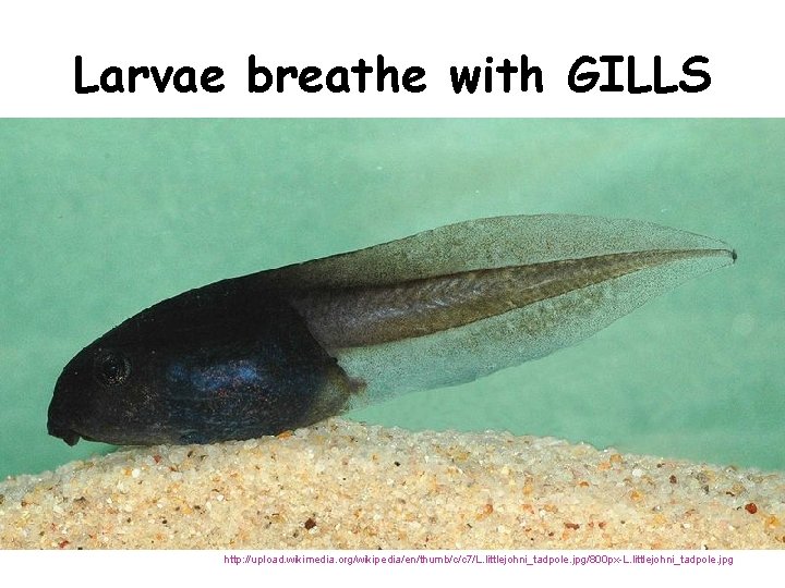 Larvae breathe with GILLS http: //upload. wikimedia. org/wikipedia/en/thumb/c/c 7/L. littlejohni_tadpole. jpg/800 px-L. littlejohni_tadpole. jpg