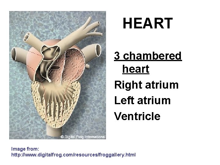 HEART 3 chambered heart Right atrium Left atrium Ventricle Image from: http: //www. digitalfrog.