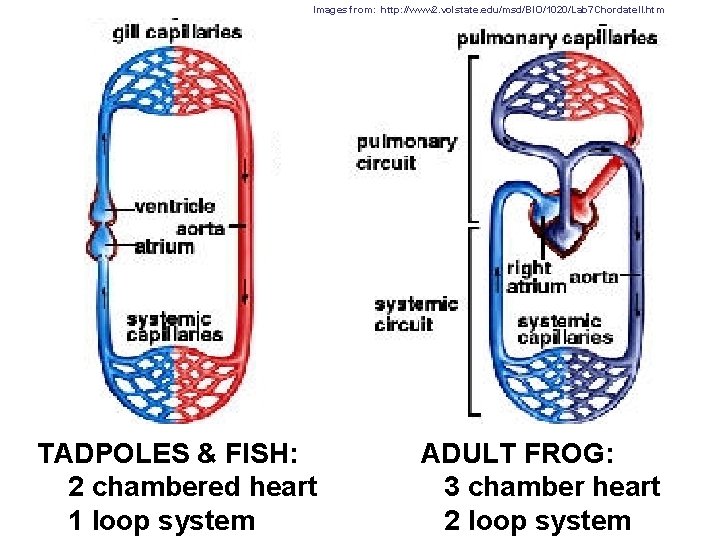 Images from: http: //www 2. volstate. edu/msd/BIO/1020/Lab 7 Chordate. II. htm TADPOLES & FISH: