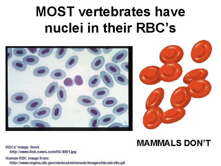 MOST vertebrates have nuclei in their RBC’s RBCs’ image from: http: //www. fish-news. com/RG