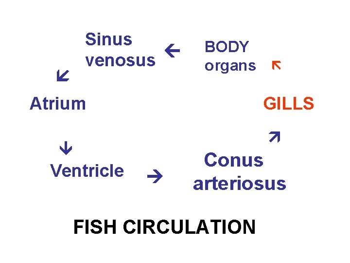  Sinus venosus BODY organs Atrium GILLS Ventricle Conus arteriosus FISH CIRCULATION 