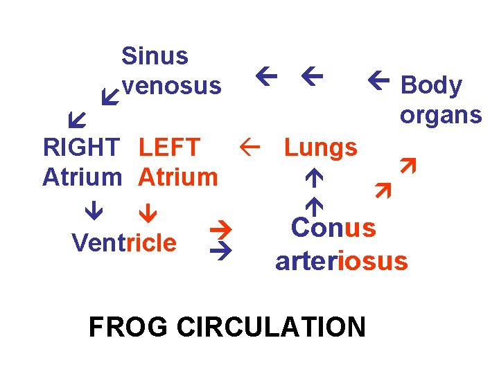 Sinus venosus Lungs RIGHT LEFT Atrium Ventricle Body organs Conus arteriosus FROG CIRCULATION 