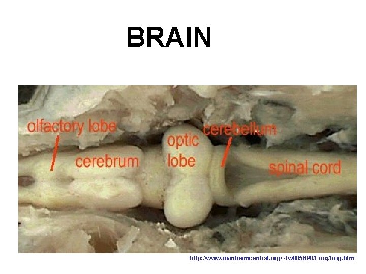 BRAIN http: //www. manheimcentral. org/~tw 005690/Frog/frog. htm 