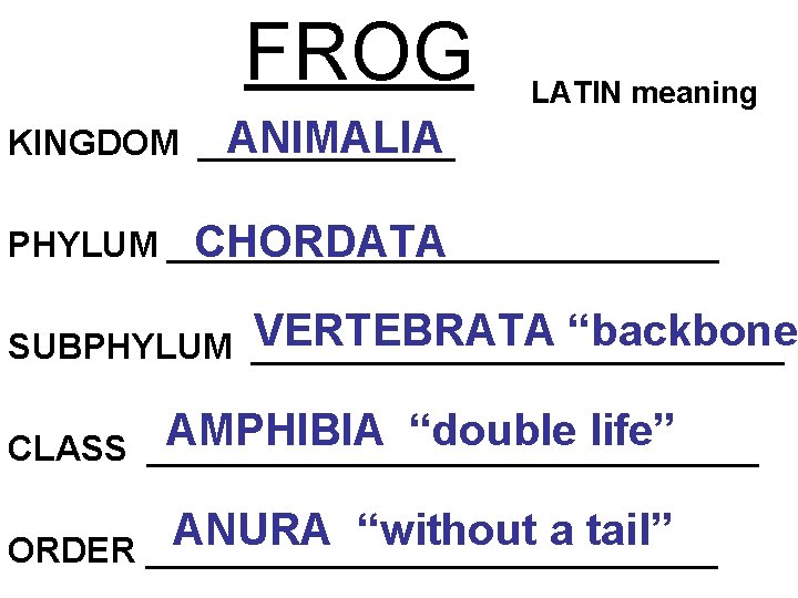 FROG LATIN meaning ANIMALIA KINGDOM _______ PHYLUM ______________ CHORDATA VERTEBRATA “backbone” SUBPHYLUM ______________ CLASS