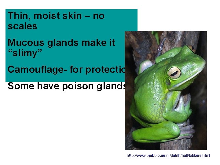 Thin, moist skin – no scales Mucous glands make it “slimy” Camouflage- for protection