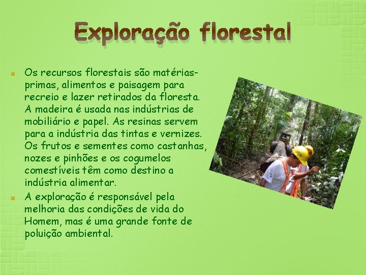 Exploração florestal Os recursos florestais são matériasprimas, alimentos e paisagem para recreio e lazer