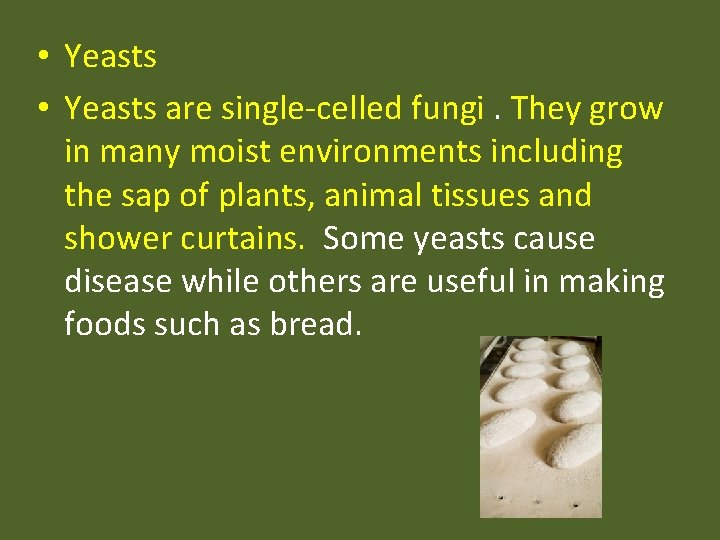  • Yeasts are single-celled fungi. They grow in many moist environments including the