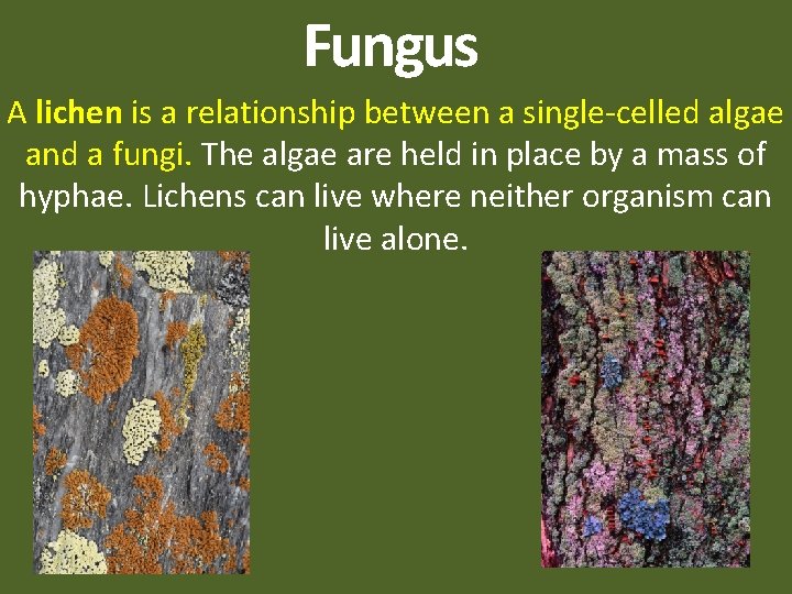 Fungus A lichen is a relationship between a single-celled algae and a fungi. The