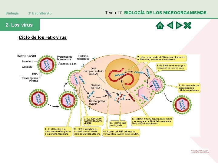 Biología 2º Bachillerato 2. Los virus Ciclo de los retrovirus Tema 17. BIOLOGÍA DE