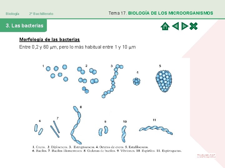 Biología 2º Bachillerato Tema 17. BIOLOGÍA DE LOS MICROORGANISMOS 3. Las bacterias Morfología de