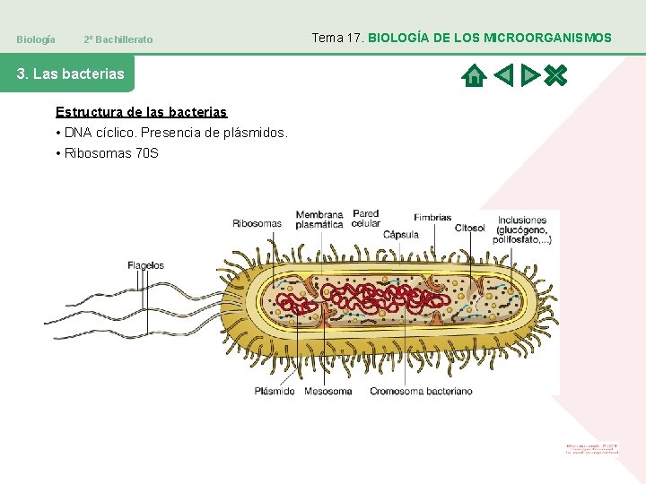 Biología 2º Bachillerato 3. Las bacterias Estructura de las bacterias • DNA cíclico. Presencia