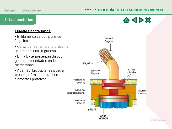 Biología 2º Bachillerato 3. Las bacterias Flagelos bacterianos • El filamento se compone de