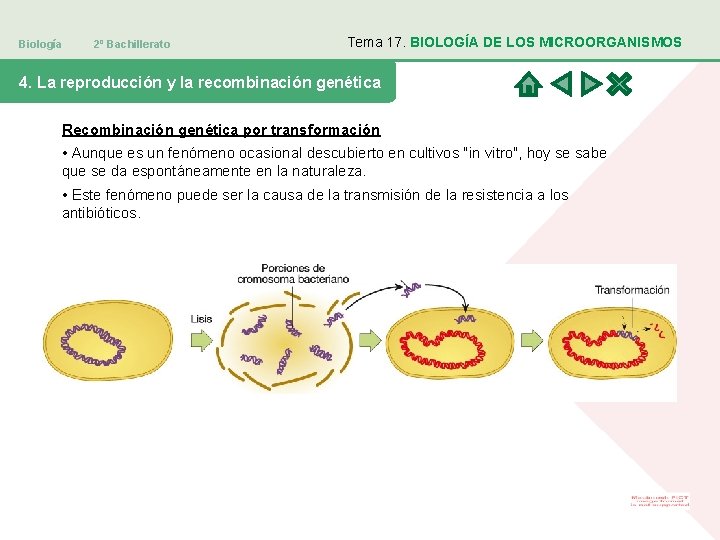 Biología 2º Bachillerato Tema 17. BIOLOGÍA DE LOS MICROORGANISMOS 4. La reproducción y la