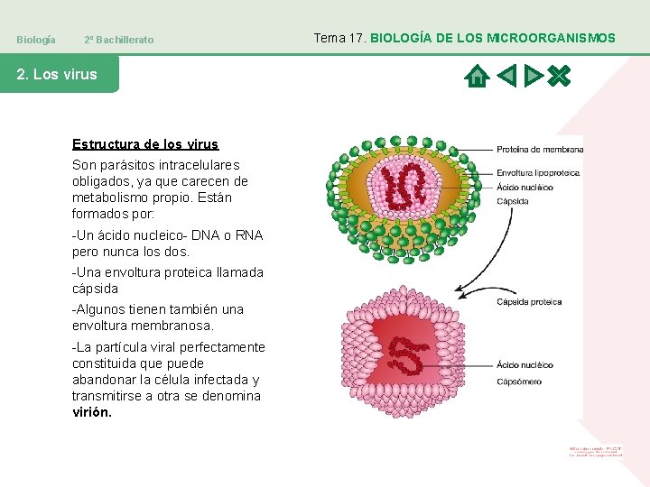 Biología 2º Bachillerato 2. Los virus Estructura de los virus Son parásitos intracelulares obligados,