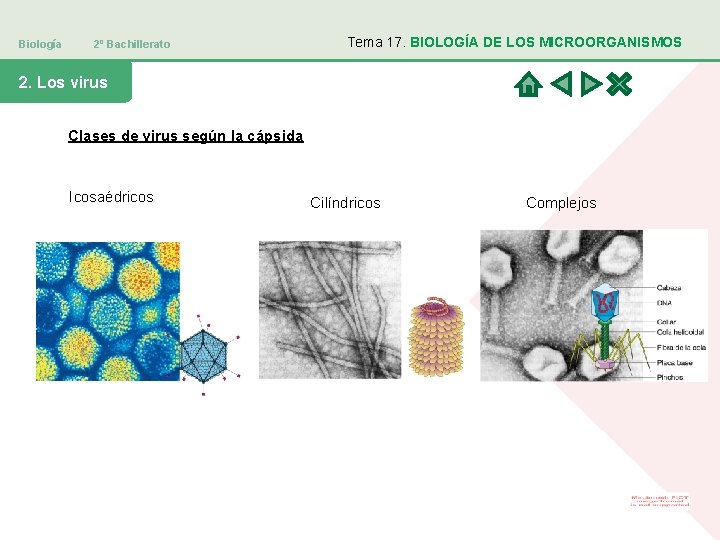 Biología 2º Bachillerato Tema 17. BIOLOGÍA DE LOS MICROORGANISMOS 2. Los virus Clases de