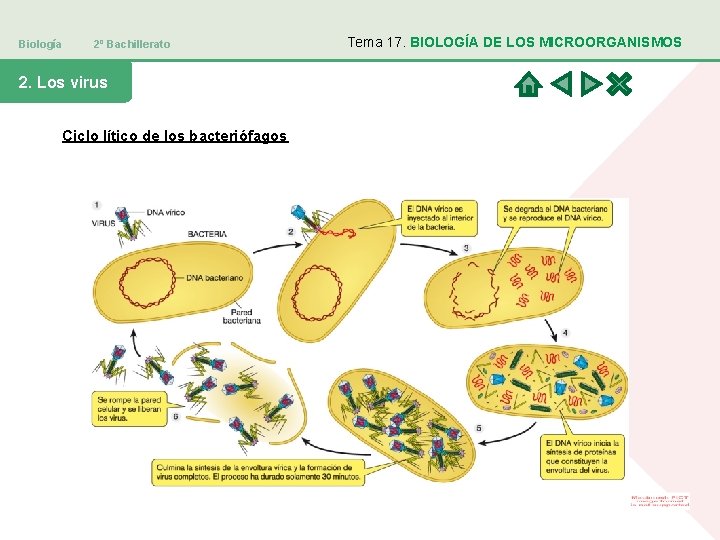 Biología 2º Bachillerato 2. Los virus Ciclo lítico de los bacteriófagos Tema 17. BIOLOGÍA