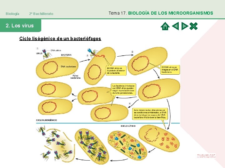 Biología 2º Bachillerato 2. Los virus Ciclo lisógénico de un bacteriófagos Tema 17. BIOLOGÍA