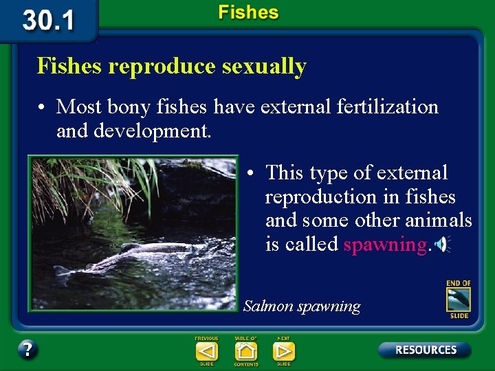 Fishes reproduce sexually • Most bony fishes have external fertilization and development. • This