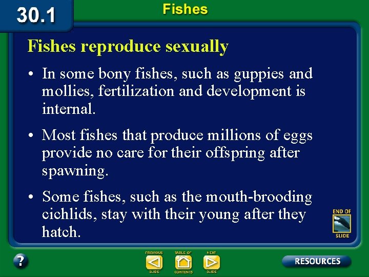 Fishes reproduce sexually • In some bony fishes, such as guppies and mollies, fertilization
