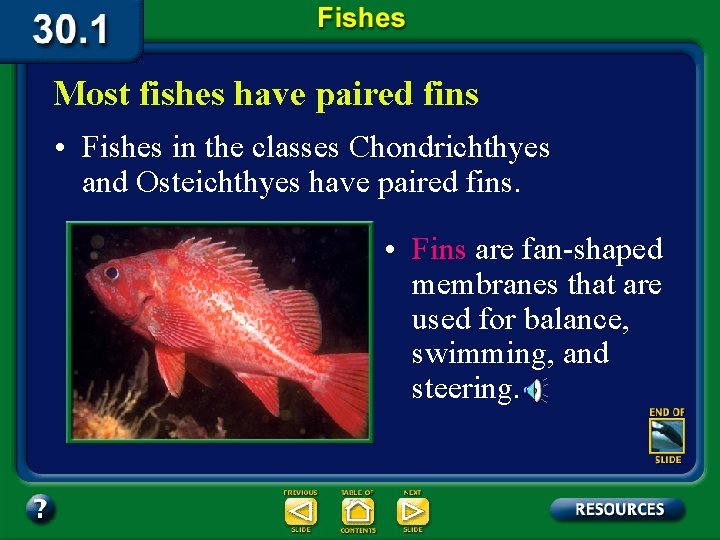Most fishes have paired fins • Fishes in the classes Chondrichthyes and Osteichthyes have