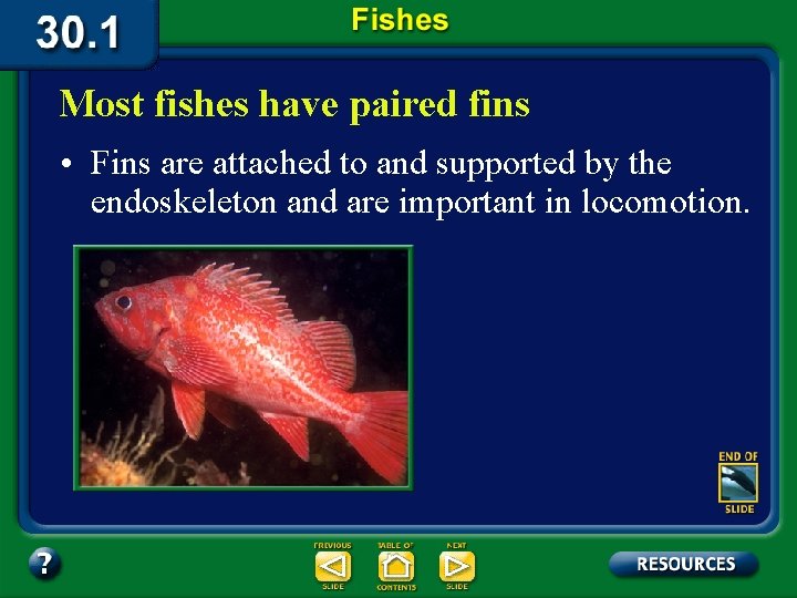 Most fishes have paired fins • Fins are attached to and supported by the