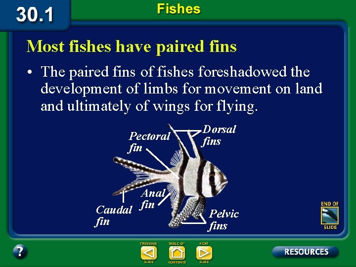 Most fishes have paired fins • The paired fins of fishes foreshadowed the development
