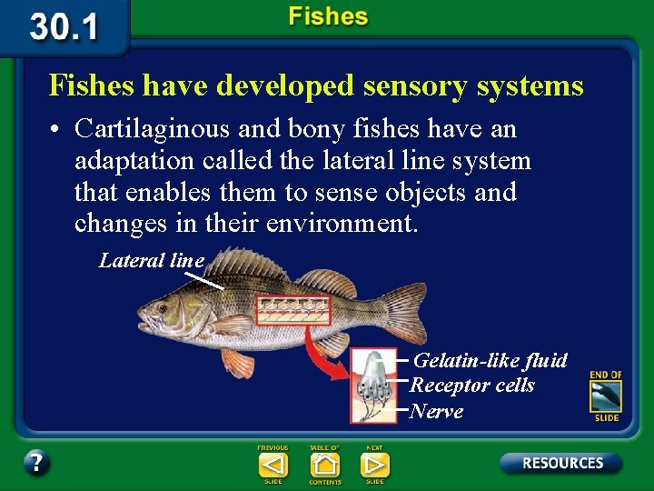 Fishes have developed sensory systems • Cartilaginous and bony fishes have an adaptation called