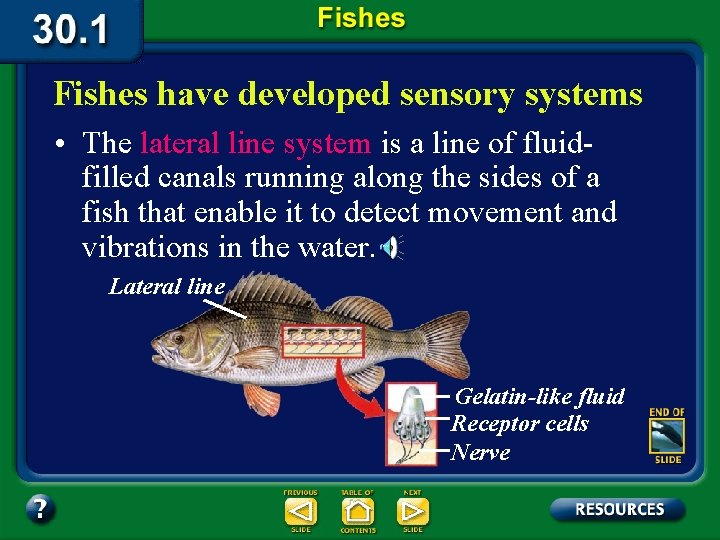 Fishes have developed sensory systems • The lateral line system is a line of