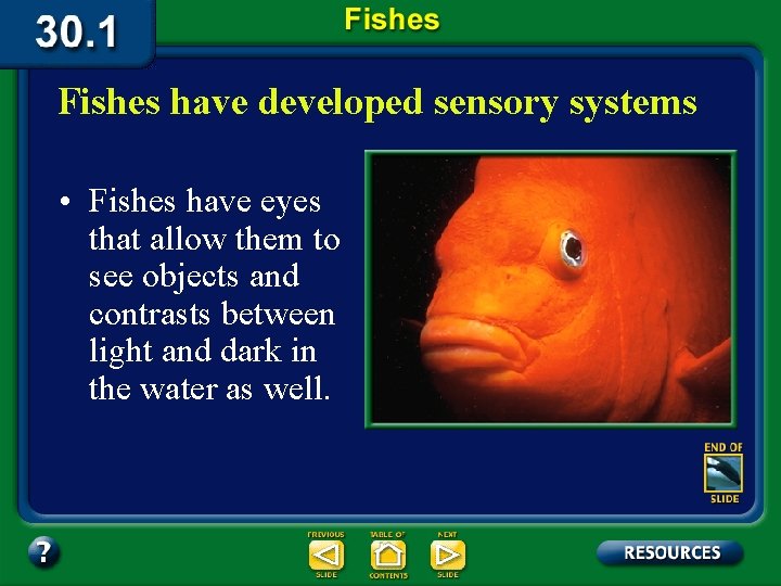 Fishes have developed sensory systems • Fishes have eyes that allow them to see