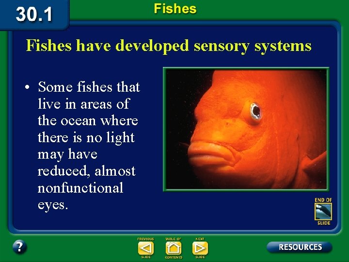 Fishes have developed sensory systems • Some fishes that live in areas of the