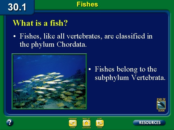 What is a fish? • Fishes, like all vertebrates, are classified in the phylum