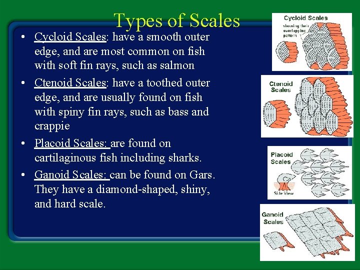 Types of Scales • Cycloid Scales: have a smooth outer edge, and are most