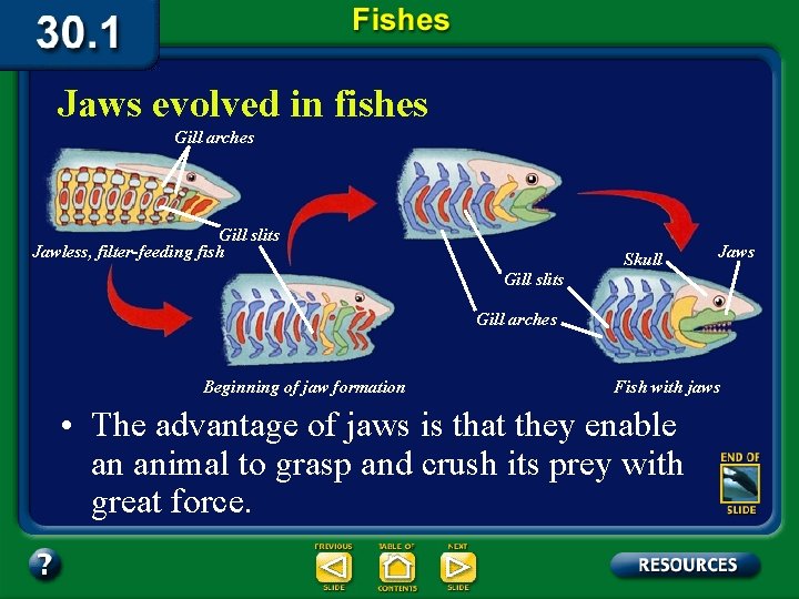 Jaws evolved in fishes Gill arches Gill slits Jawless, filter-feeding fish Skull Jaws Gill