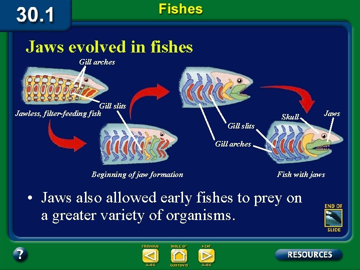Jaws evolved in fishes Gill arches Gill slits Jawless, filter-feeding fish Skull Jaws Gill