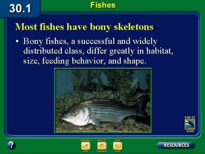 Most fishes have bony skeletons • Bony fishes, a successful and widely distributed class,