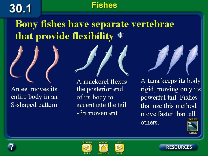Bony fishes have separate vertebrae that provide flexibility An eel moves its entire body