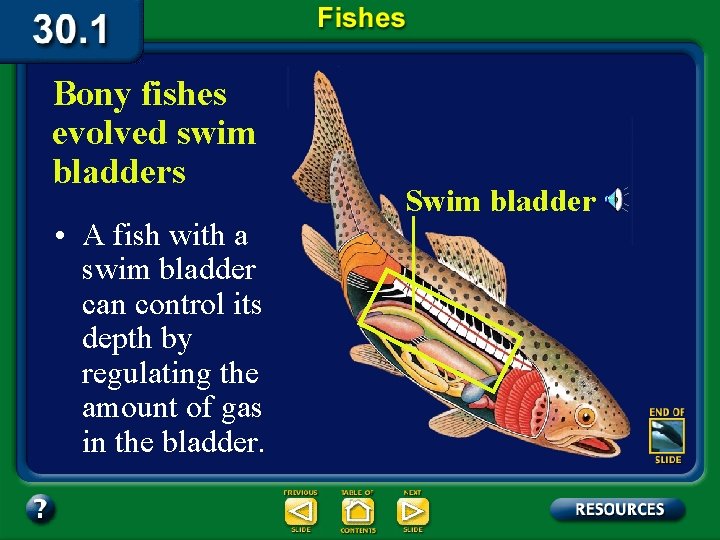 Bony fishes evolved swim bladders • A fish with a swim bladder can control