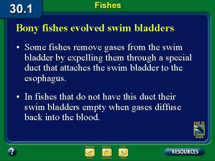Bony fishes evolved swim bladders • Some fishes remove gases from the swim bladder