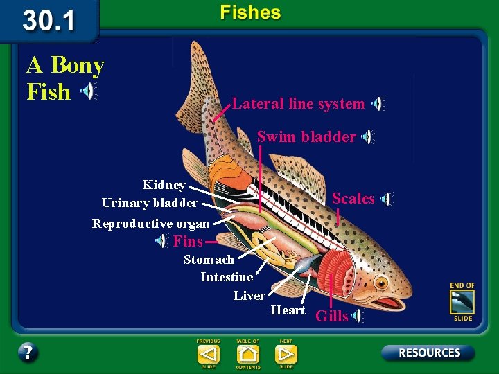 A Bony Fish Lateral line system Swim bladder Kidney Urinary bladder Reproductive organ Scales