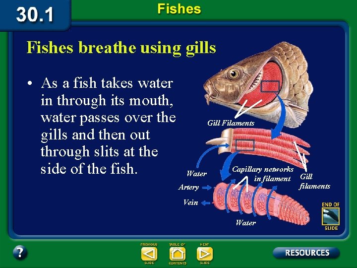 Fishes breathe using gills • As a fish takes water in through its mouth,