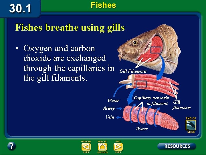Fishes breathe using gills • Oxygen and carbon dioxide are exchanged through the capillaries
